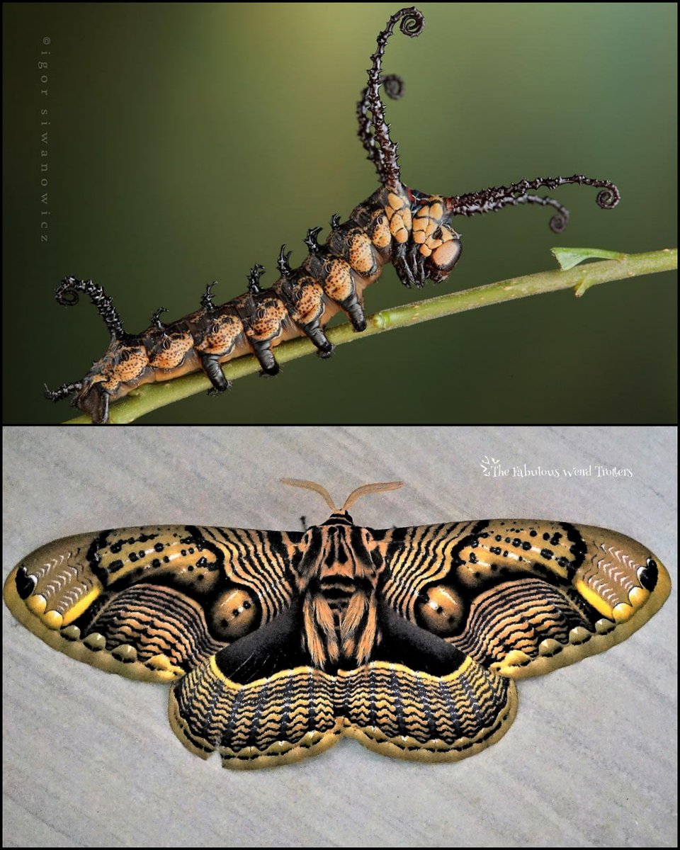 𝐓𝐡𝐞 𝐅𝐚𝐛𝐮𝐥𝐨𝐮𝐬 𝐖𝐞𝐢𝐫𝐝 𝐓𝐫𝐨𝐭𝐭𝐞𝐫s tweet media