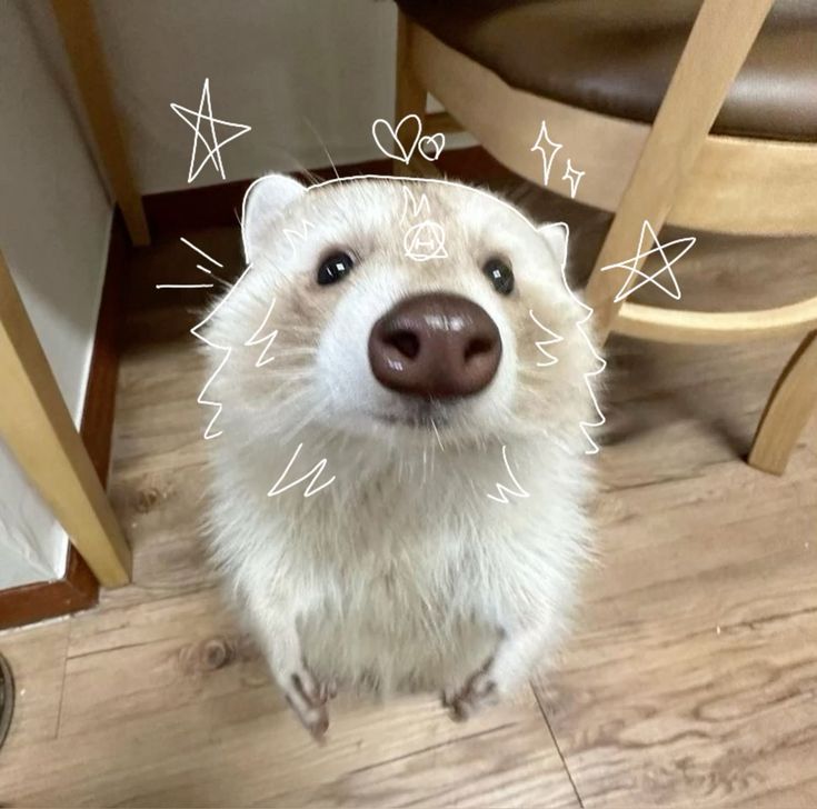 silly raccoons & pandas (@raccstuffs) on Twitter photo 