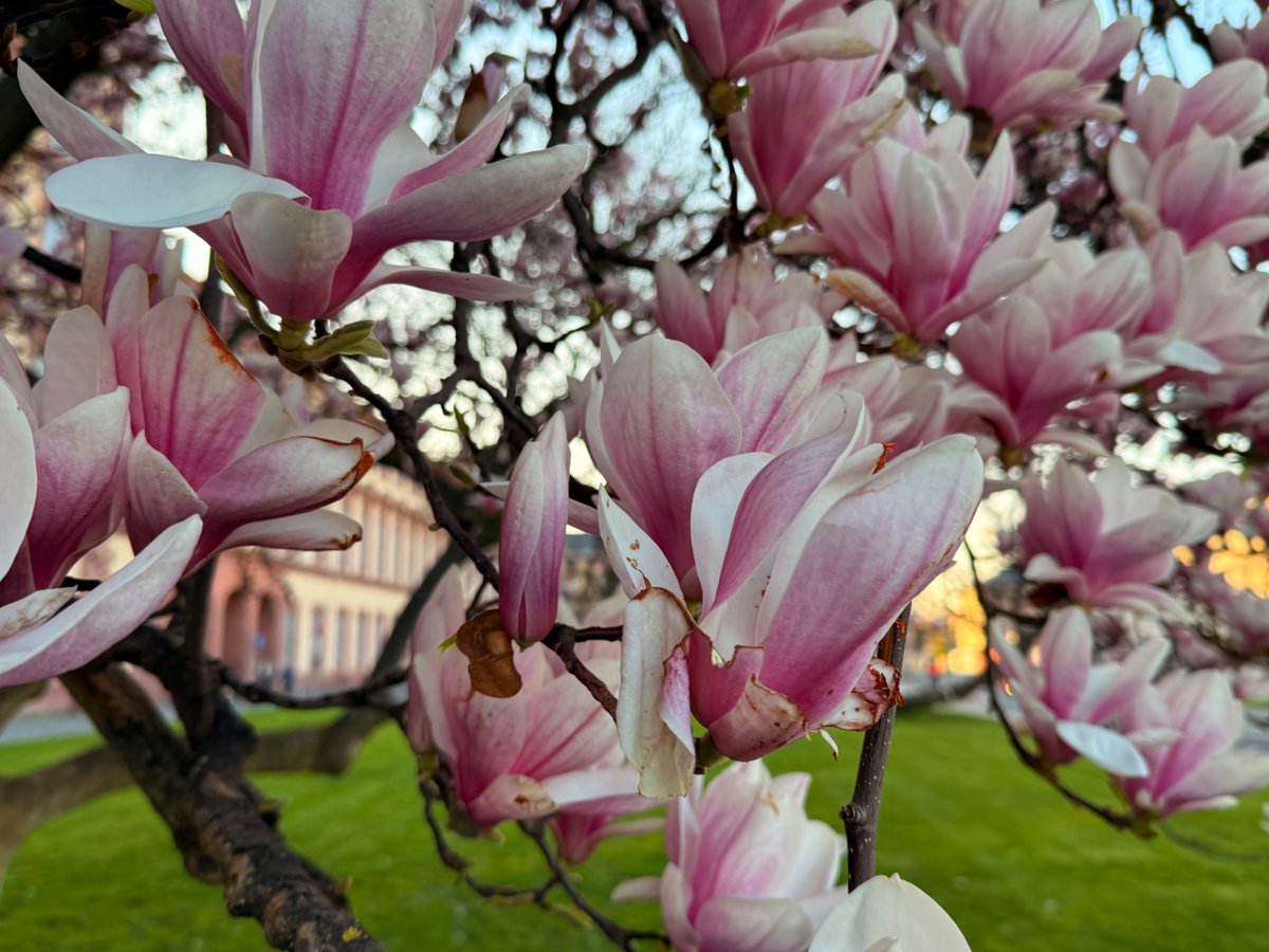 Dr. H 📯 tweet media