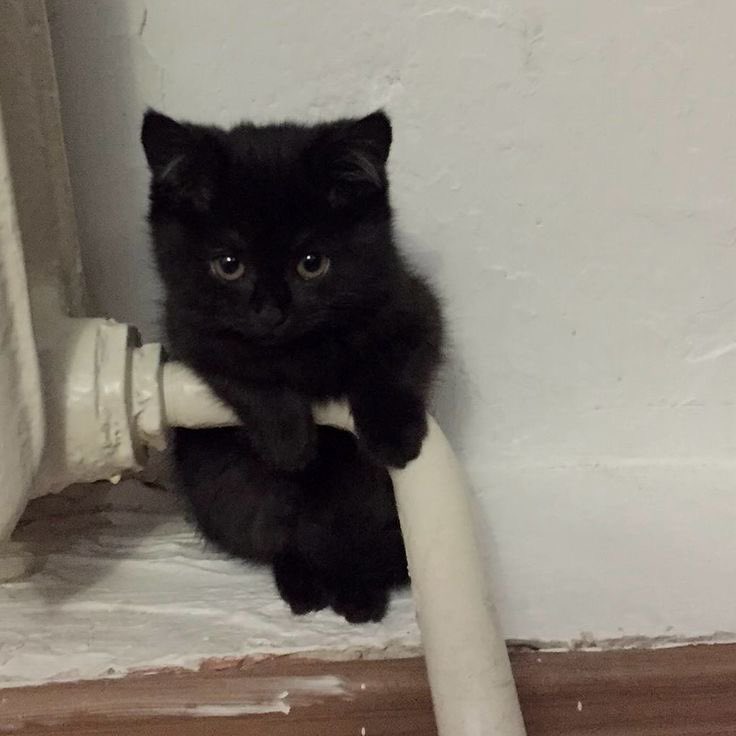 Black cats are not bad luck tweet media