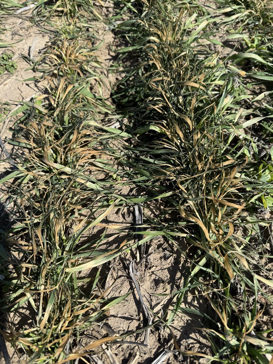 Corbin Catt / Catt & Crew Farms tweet media