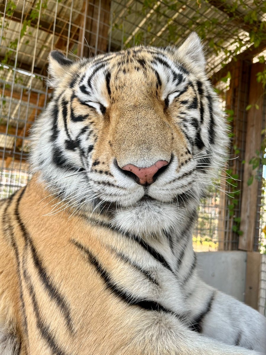 DJ burger 🍔🐯🎵 tweet media