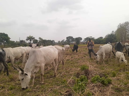 TheCable tweet media