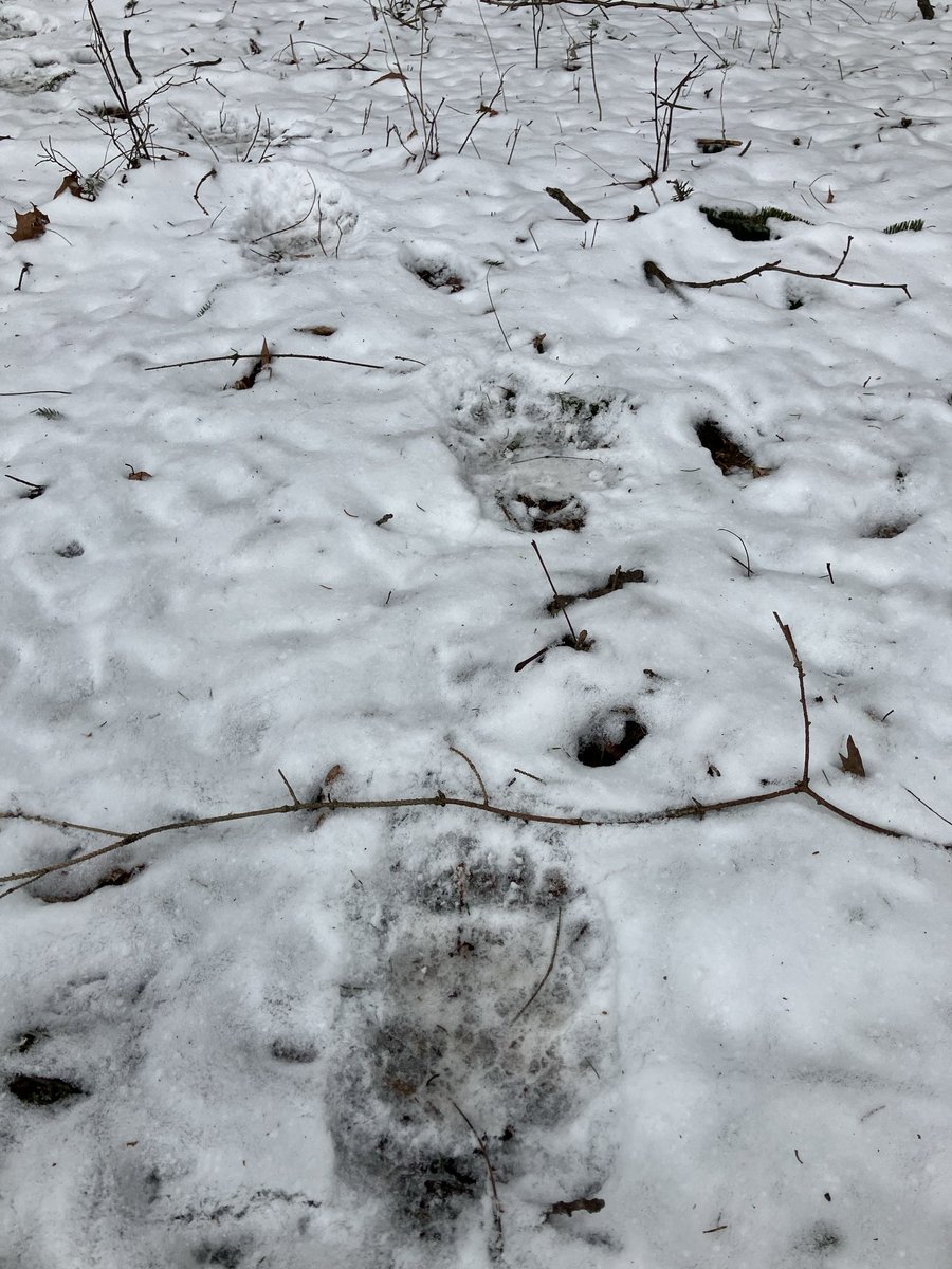 Andy Whitcomb tweet media