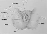 Daniel Vargas tweet media