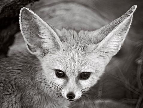 OccasionalFops tweet media