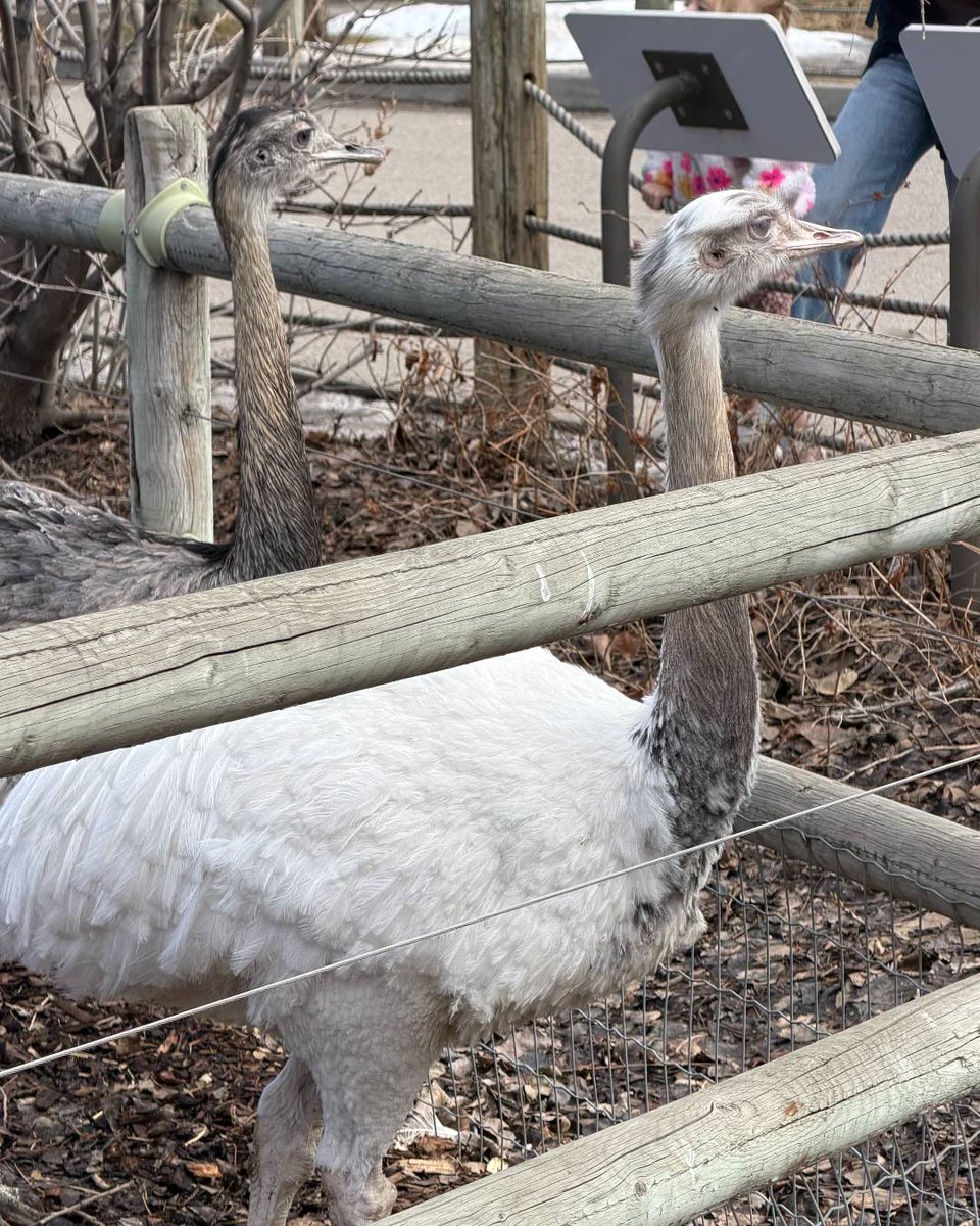 Calgary Zoo tweet media