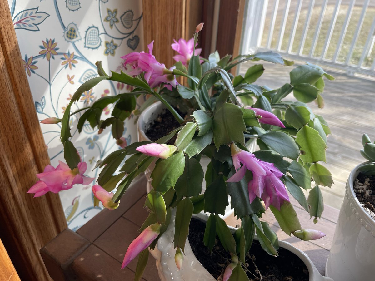 Gretchen Ronnevik tweet media