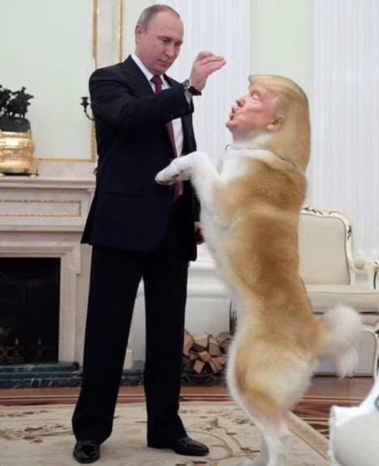 💙 Dr. MemeNstein votes 💙 BLUE 🇺🇸🦅 tweet media