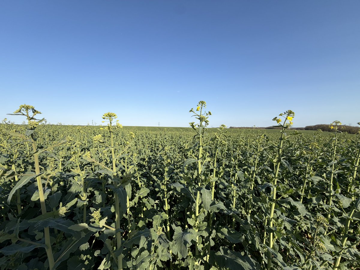 Arthur Portier tweet media