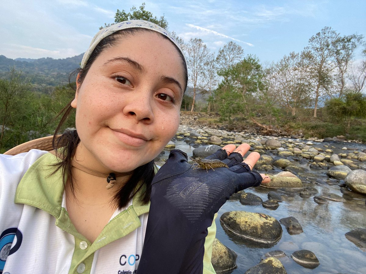 Colpos_Ver's tweet photo. 🦐🌿 Los días 12 y 13 de marzo, Angie Calderón del
 Colegio de Postgraduados – Campus Veracruz realizó trabajo de campo en Colipa sobre el uso local de crustáceos de agua dulce.Un ejercicio que vincula conocimiento académico y saberes comunitarios https://t.co/hQ3KJwQGCU