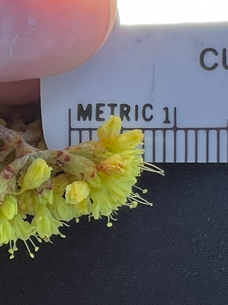 Center for Plant Conservation tweet media