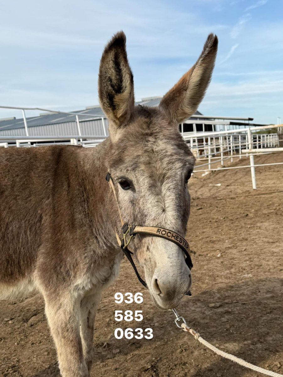 Salvation Wild Mustang Sanctuary tweet media