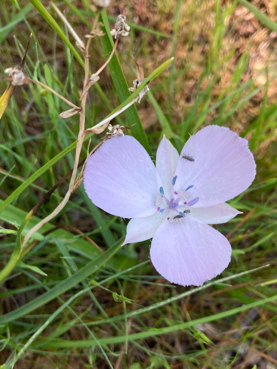 Suzanne Murray tweet media