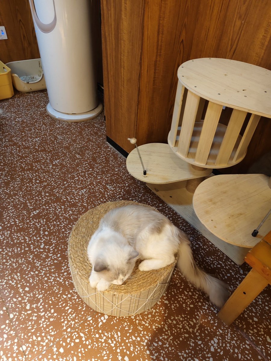 Ammi Fayçal tweet media