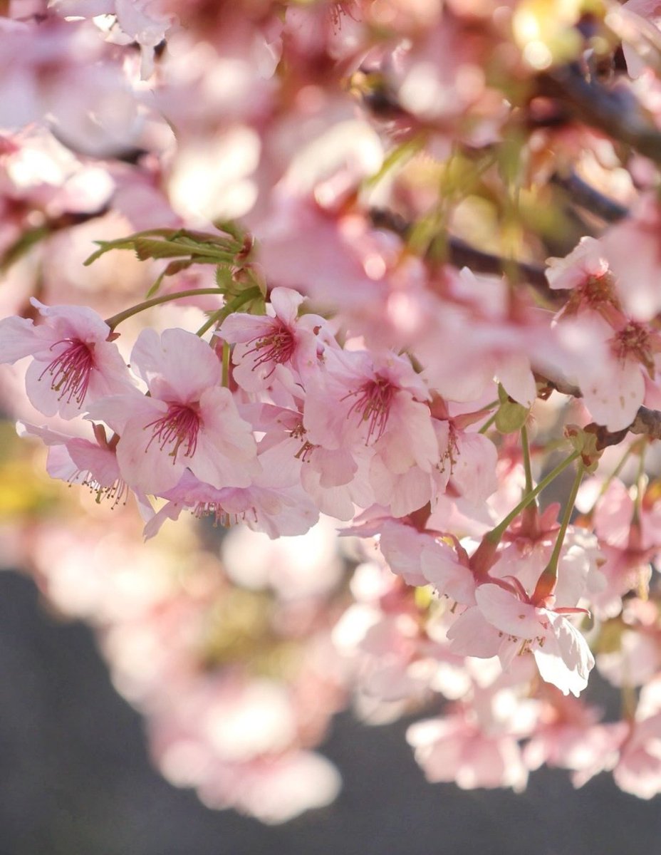 ひろゆき🇯🇵🌎🍀🧡 tweet media