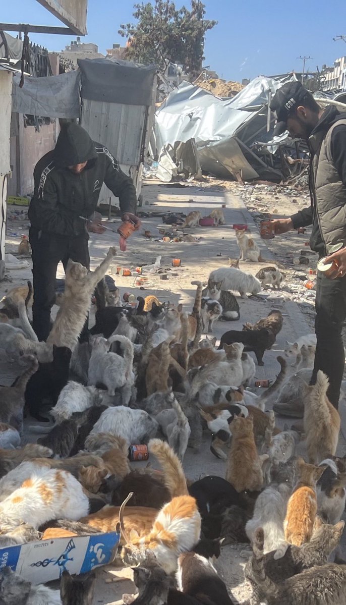 Salam animal care tweet media