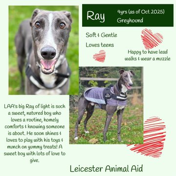 The Animal Team tweet media