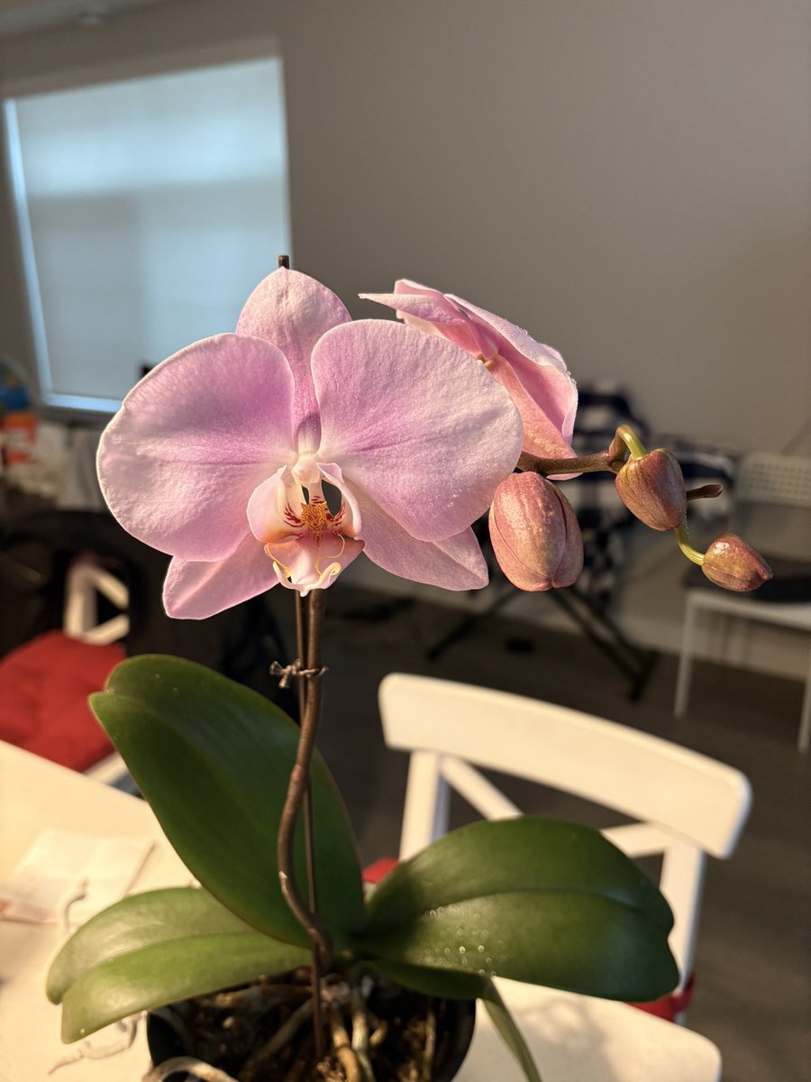 PepeCat TenKai tweet media