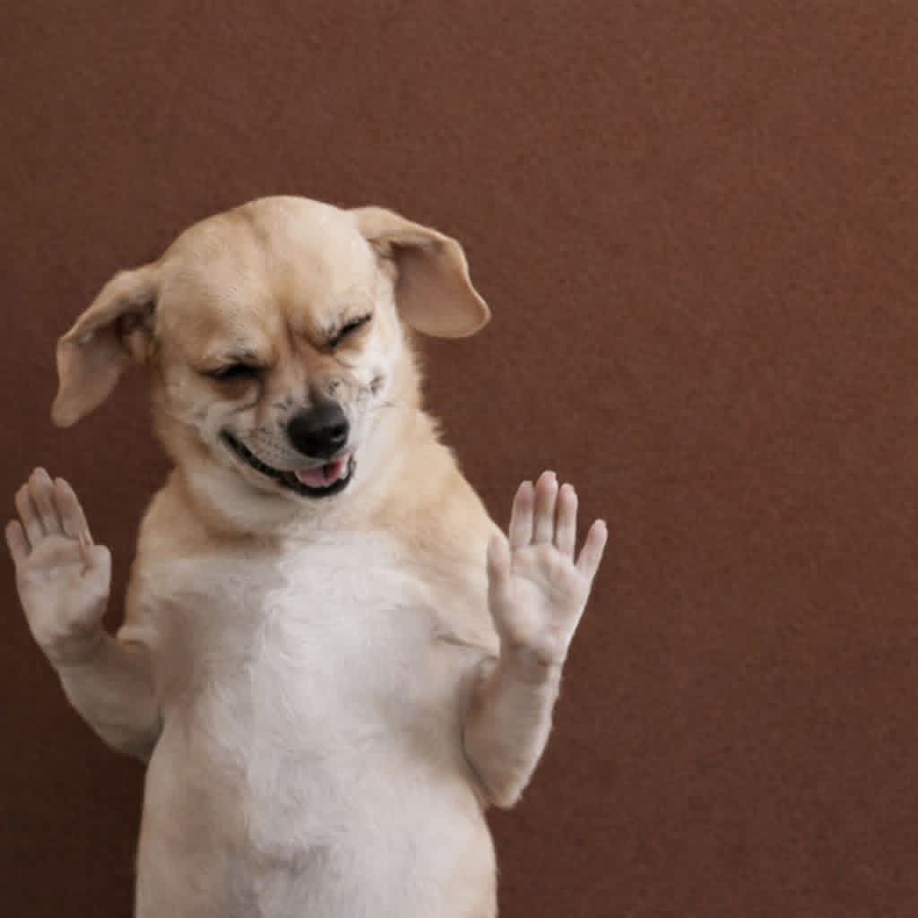 Leone Gratias Enterprises tweet media