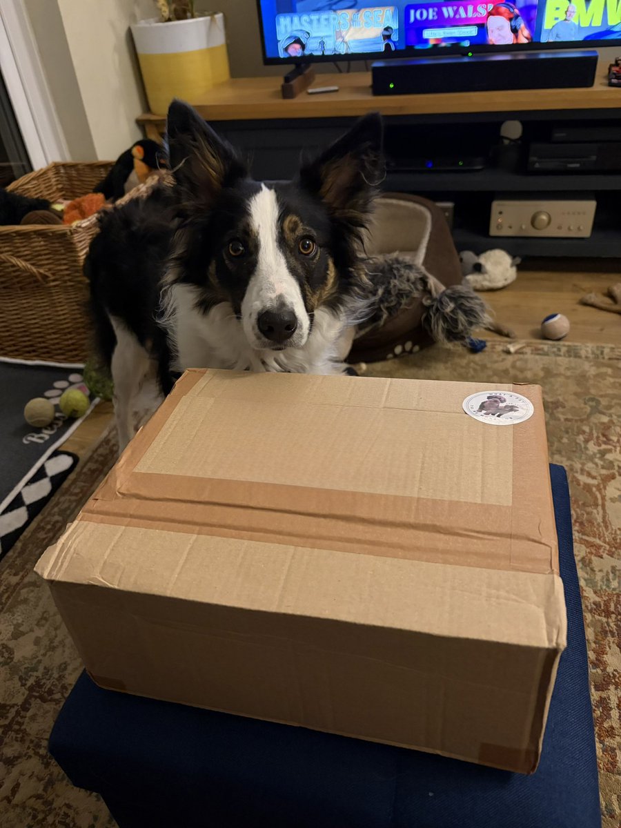 Puppy Bess and Auntie Kes tweet media