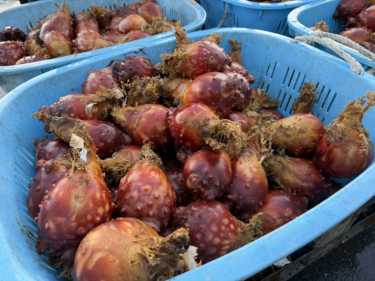 やーどん🌷🌸春分の候 tweet media