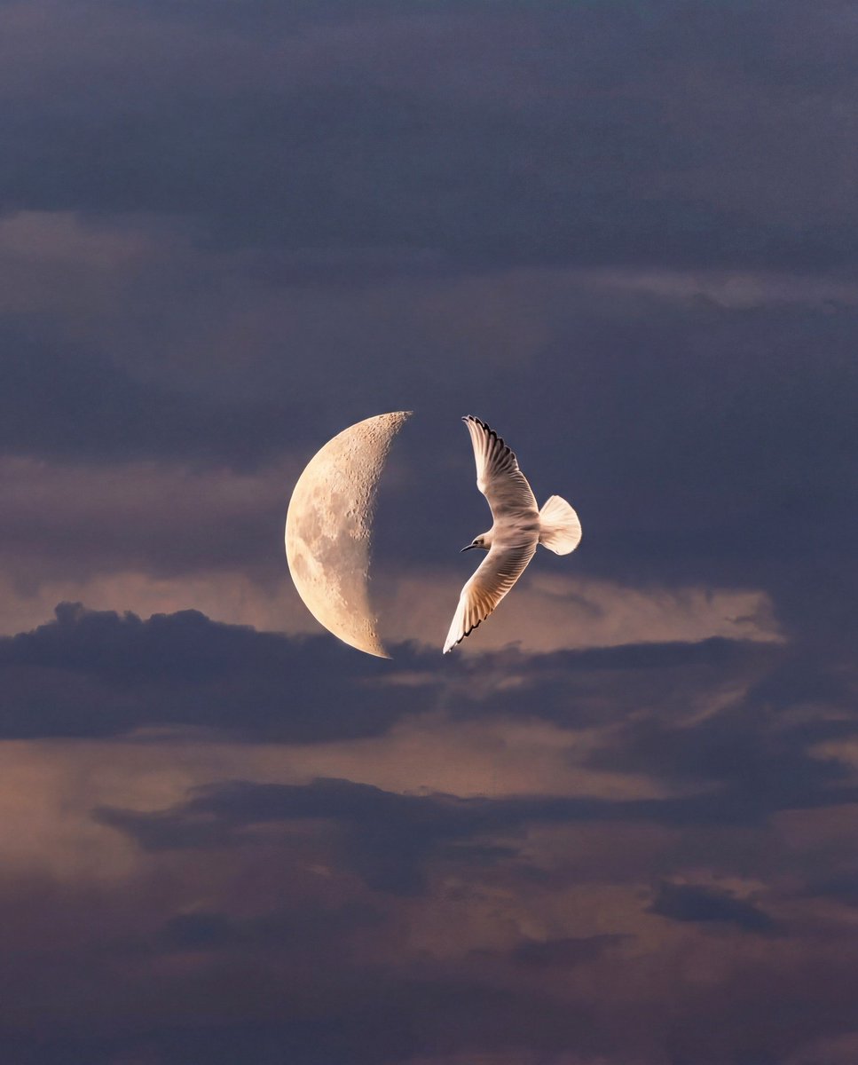 𝒆𝒍𝒚𝒓𝒂 tweet media