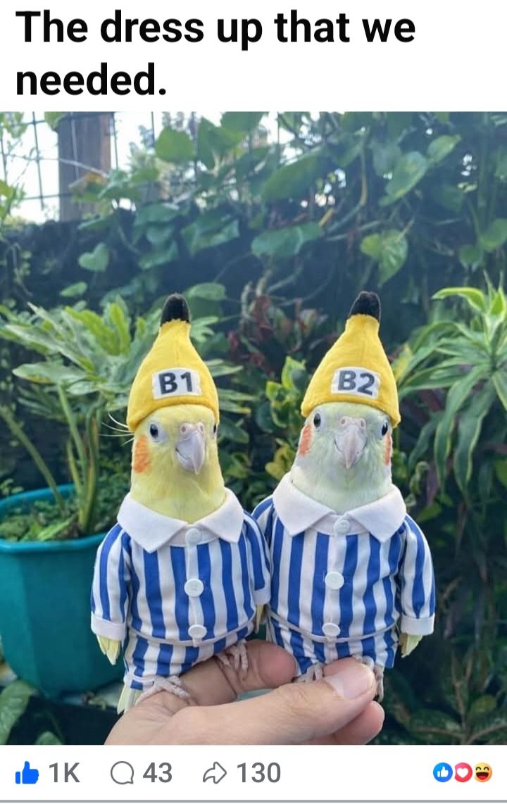 Sheridan Blythe Oddities tweet media