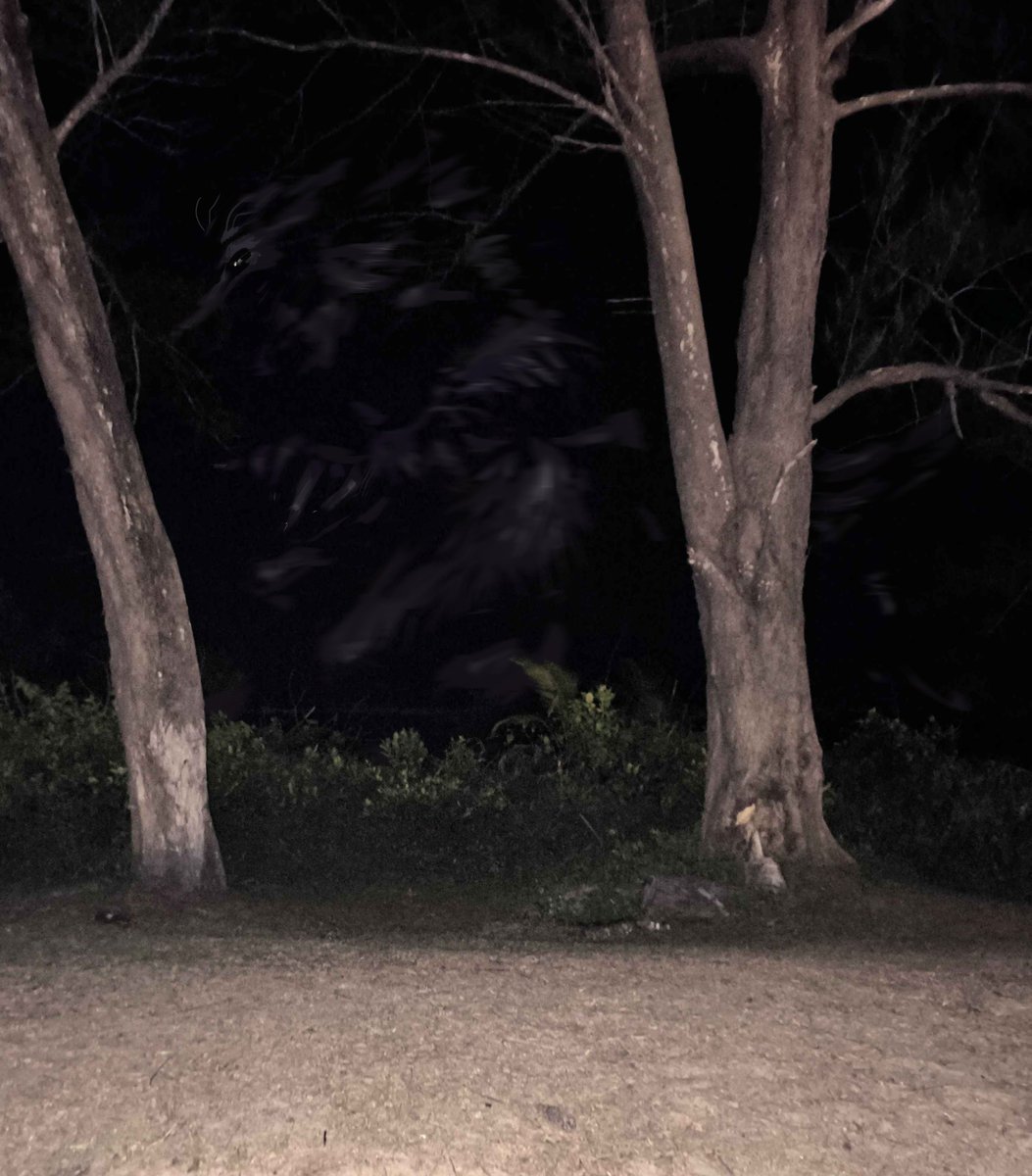 2Hiakkable's tweet photo. El. Chupacabra sightings 2026 https://t.co/ID81NB9gzs