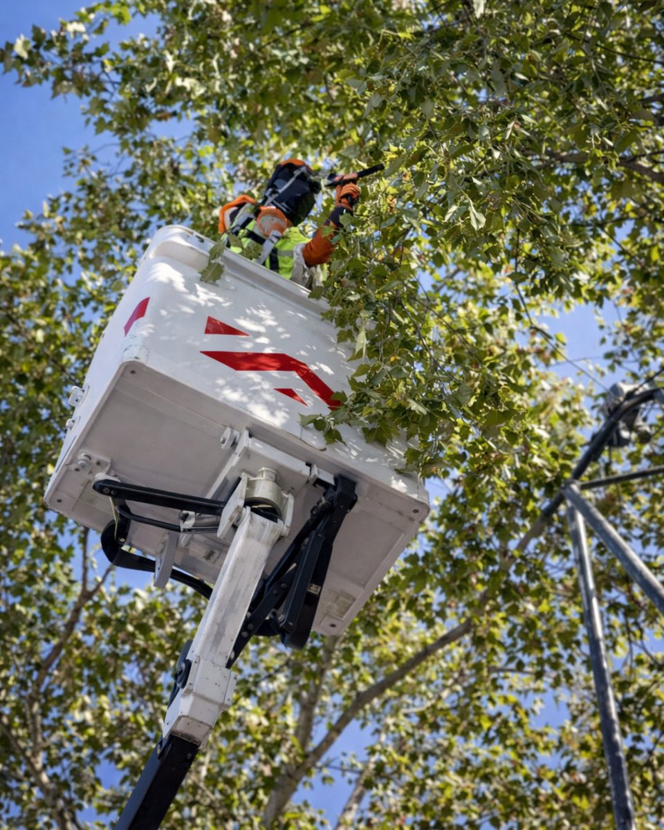 CuidamosMerida's tweet photo. 🌳✂️ Javier Porrino, oficial de poda en altura, se encarga de mantener el arbolado urbano en buen estado.

Los restos de poda se trituran con una astilladora y se reutilizan en jardines, fomentando la economía circular en Mérida. ♻️🌱

#CuidamosMérida #MéridaVerde https://t.co/OelNX6g8ZT