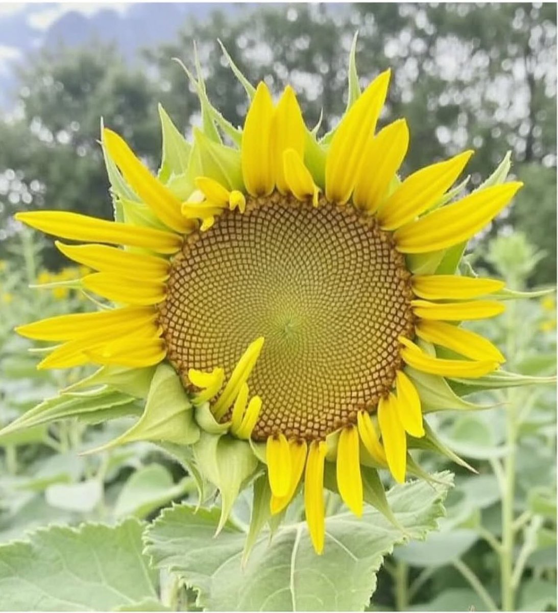 LT•HS ❯❯❯❯✨Ste 🐁✨ tweet media