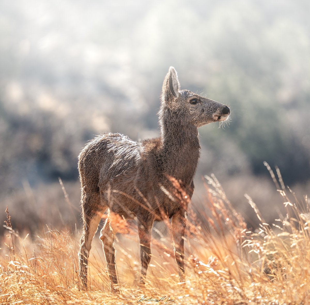 Kristin Mae Photography tweet media