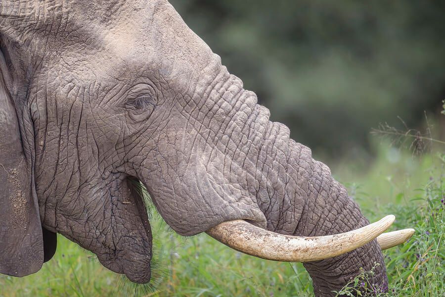 Joan Carroll tweet media