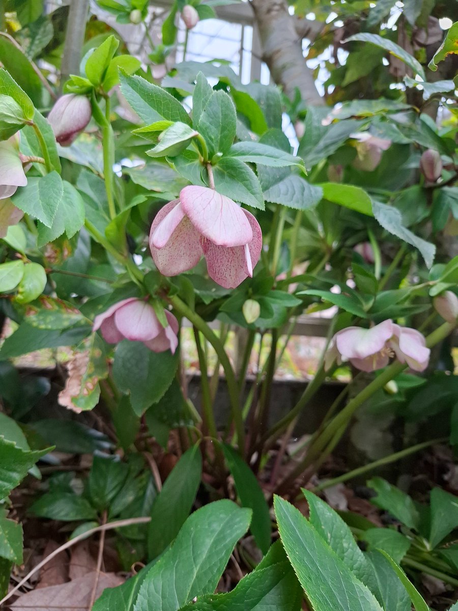 音泉まんぢう tweet media