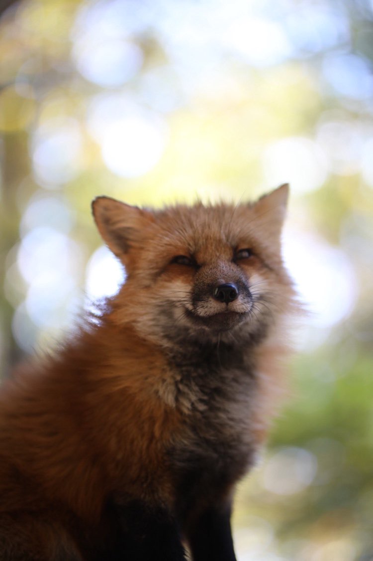 OccasionalFops tweet media