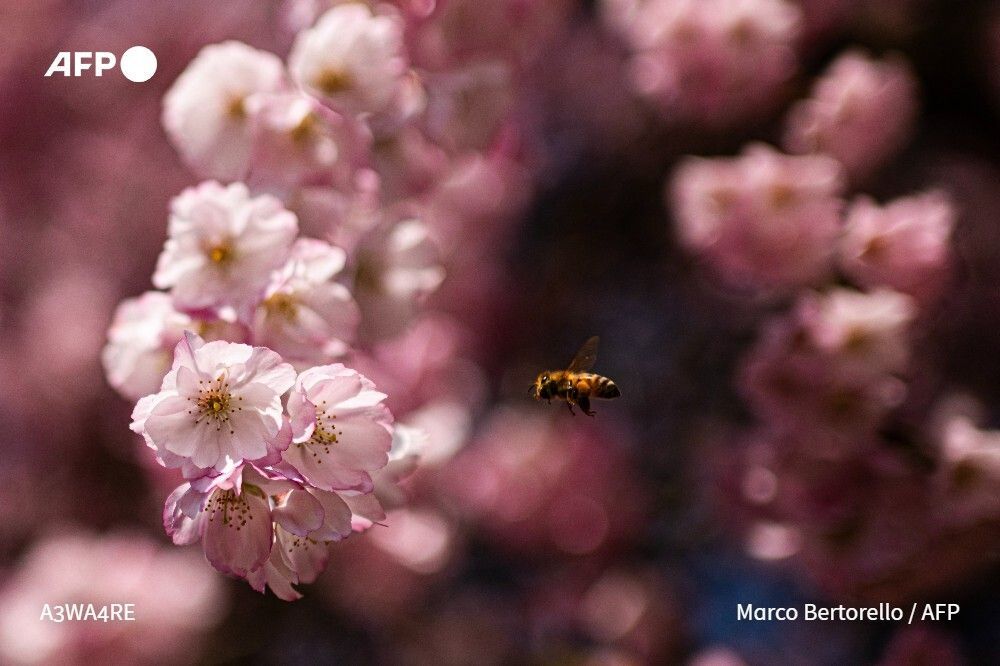 AFP News Agency tweet media