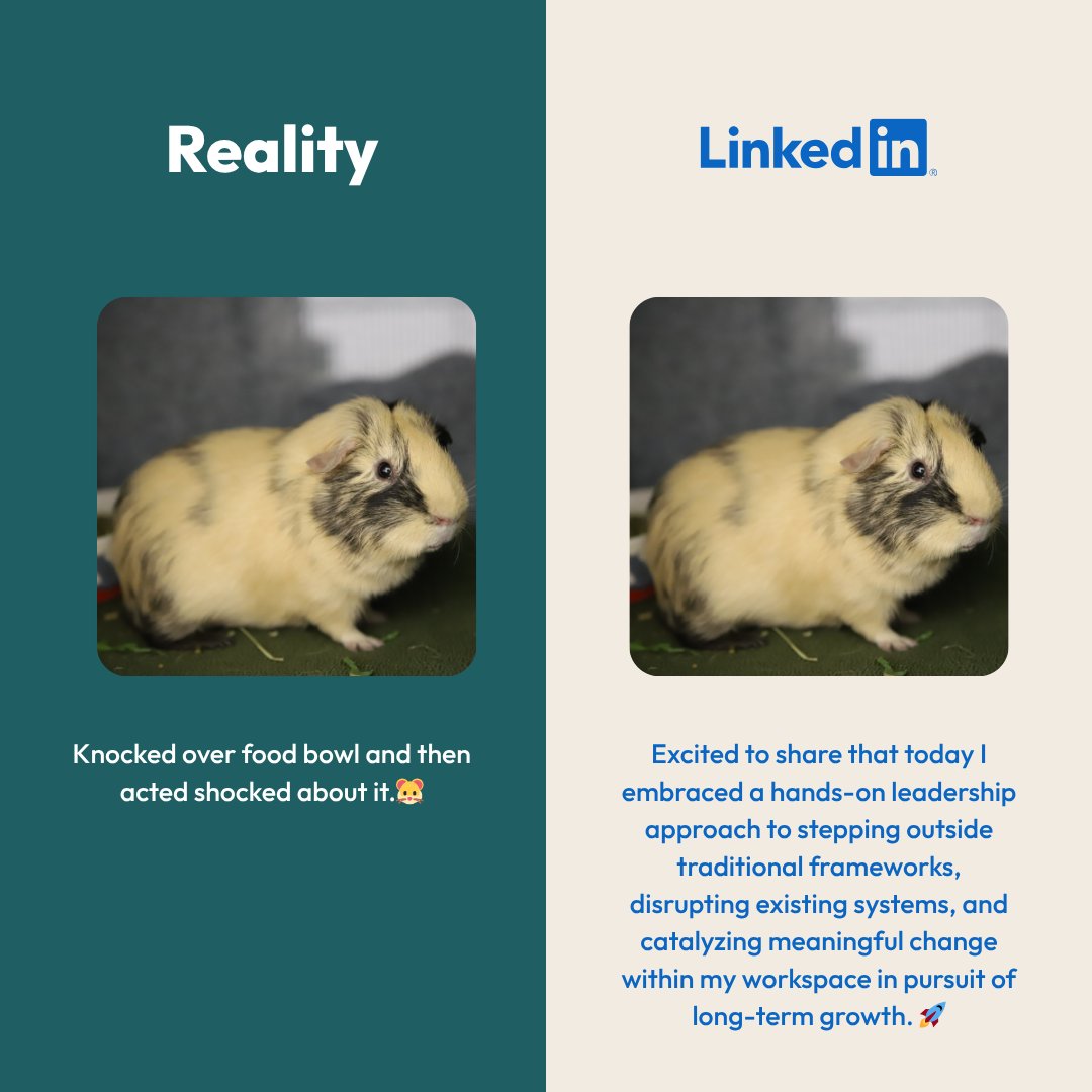 Calgary Humane Society tweet media