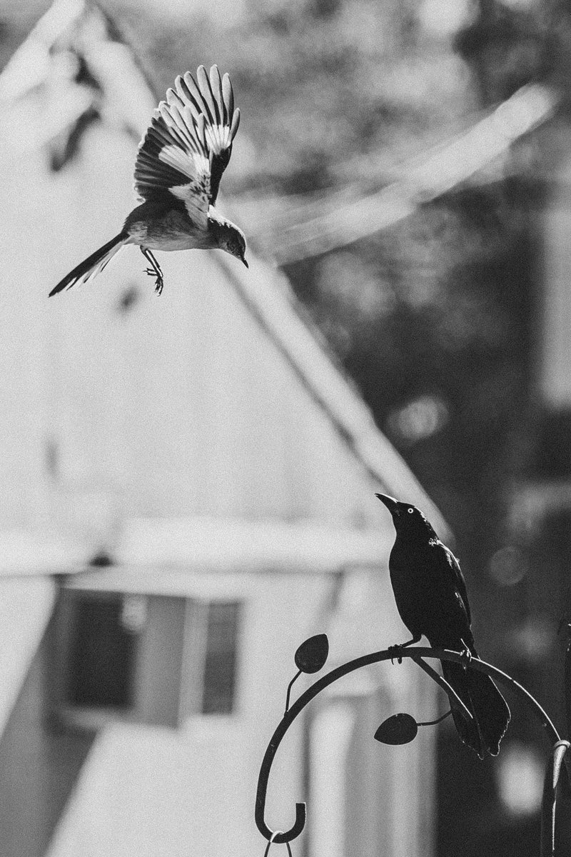 Joseph Lima 📸 tweet media