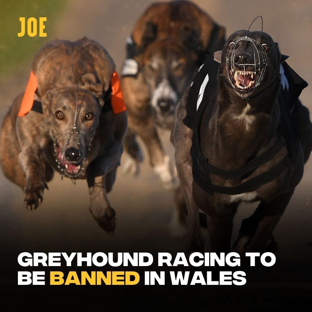 dominic dyer tweet media