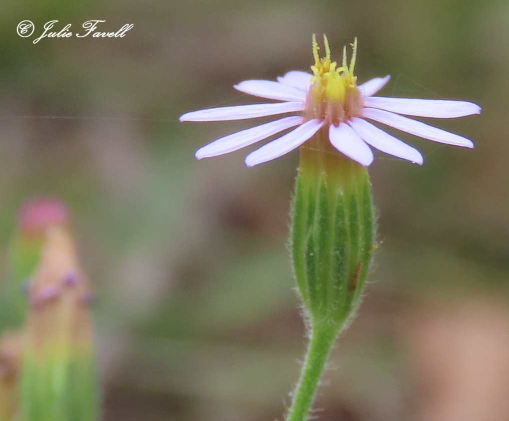 Lithgow Environment tweet media