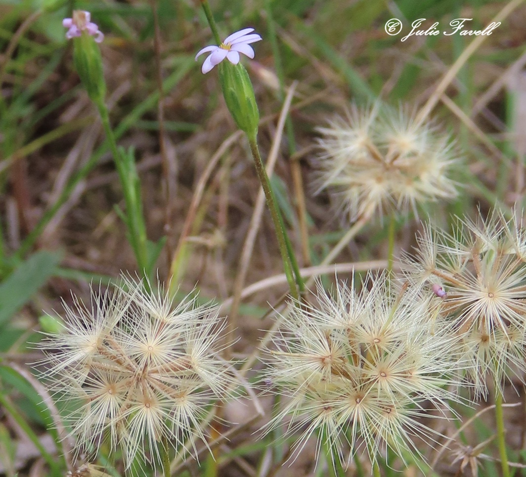 Lithgow Environment tweet media
