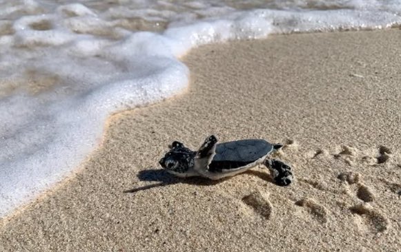 CharlyMiraOK's tweet image. The Post FMGN Press - Turismo

Anguilla amplía su propuesta turística con foco en sustentabilidad, cultura y compromiso social 
thepostarg.com/turismo/anguil…
#anguilla #Interamericannetwork @ArielFerrero #FMGNPress #caribe #turismo @ThePostArg #sunnynews