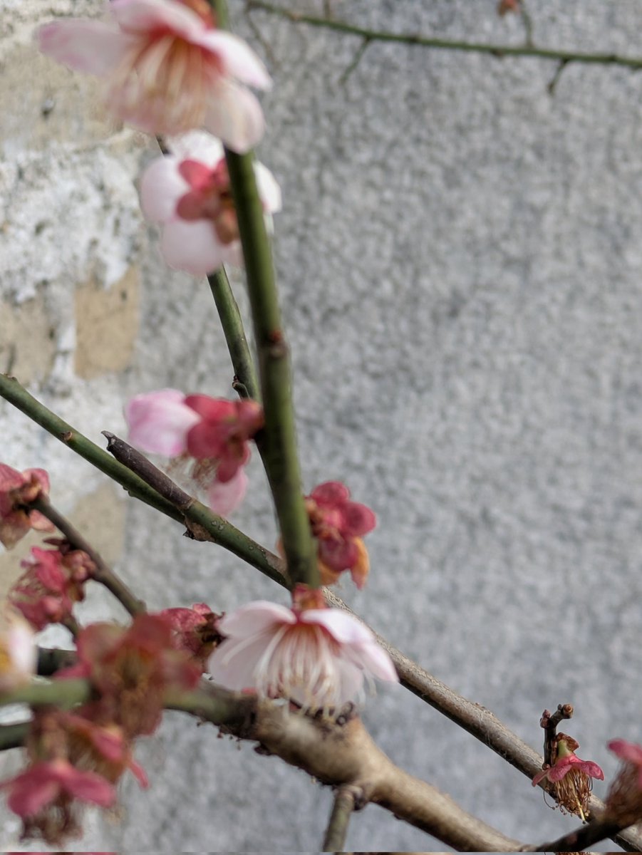 かにぱん🇯🇵 tweet media