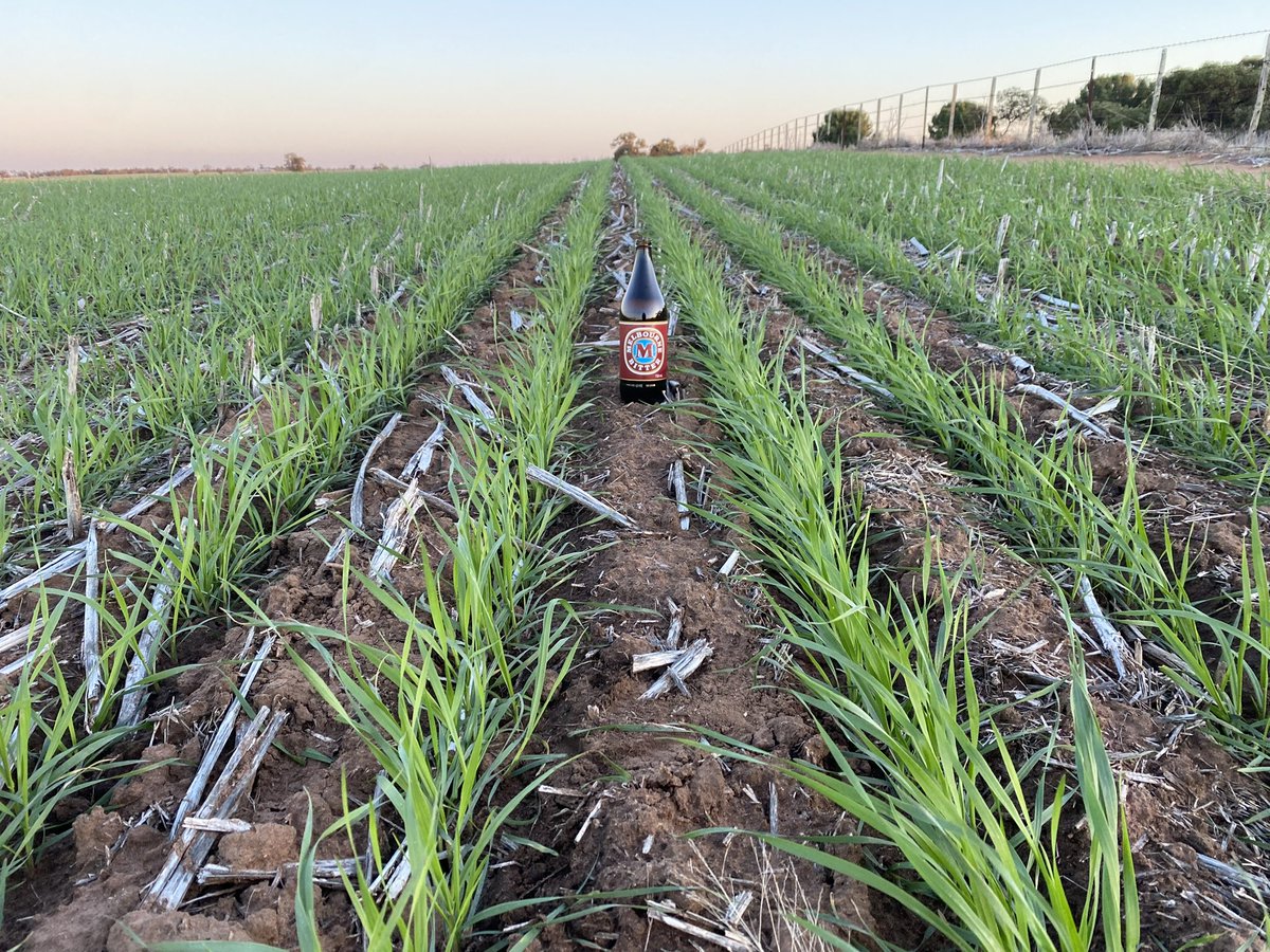 Ryan Milgate tweet media