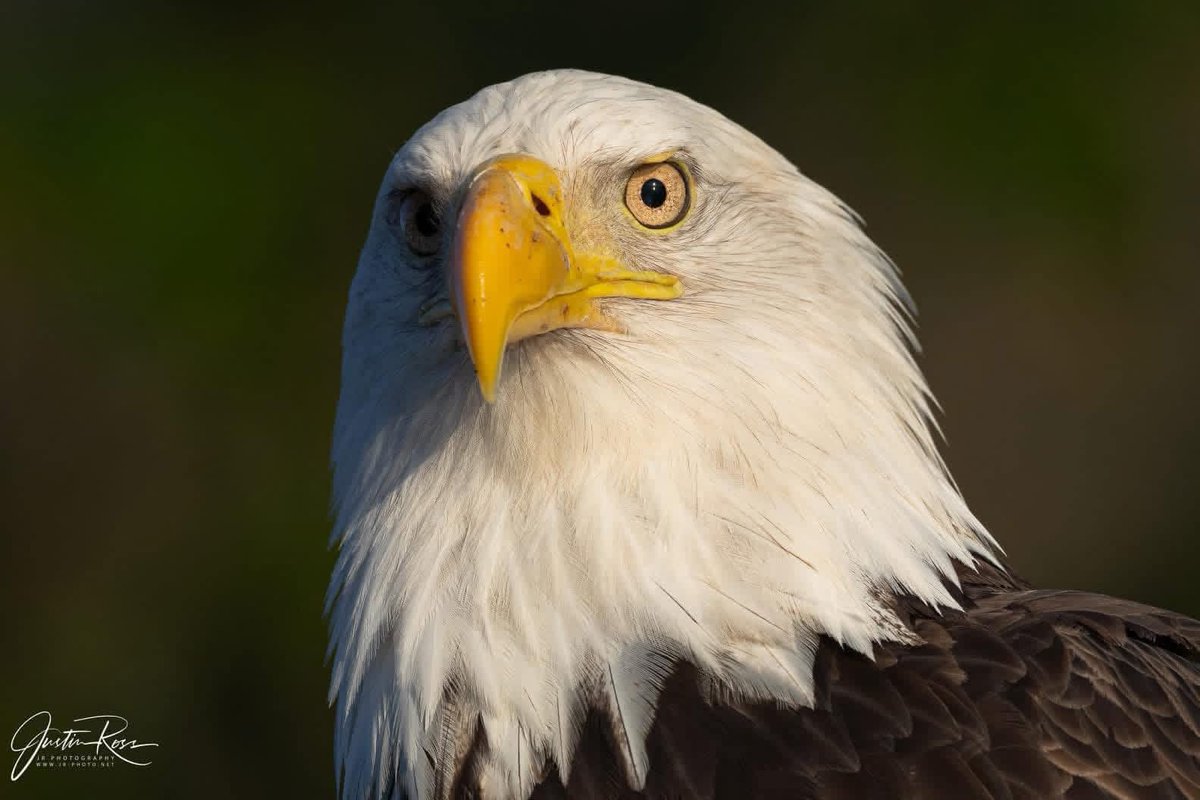 Curtiss Cain tweet media