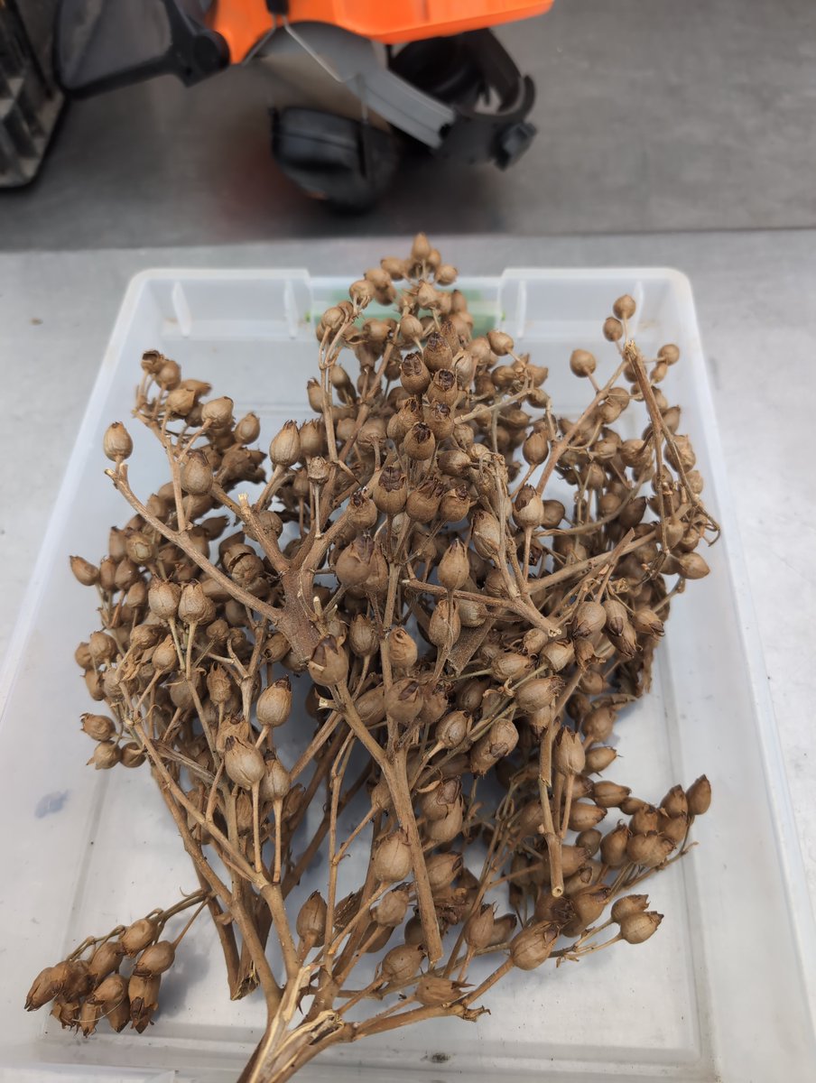 willy denner tweet media