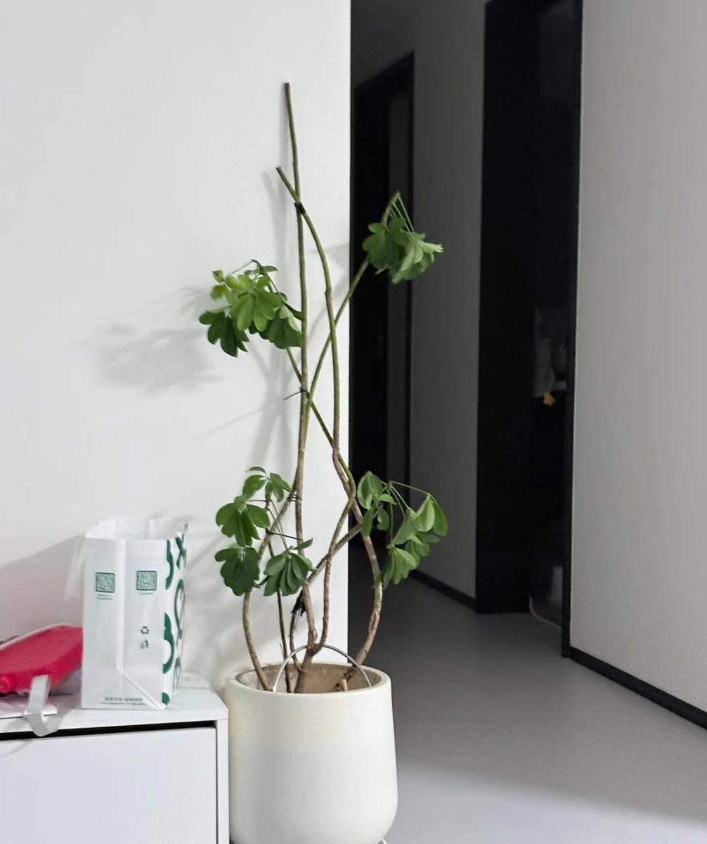 Olivia Moore tweet media