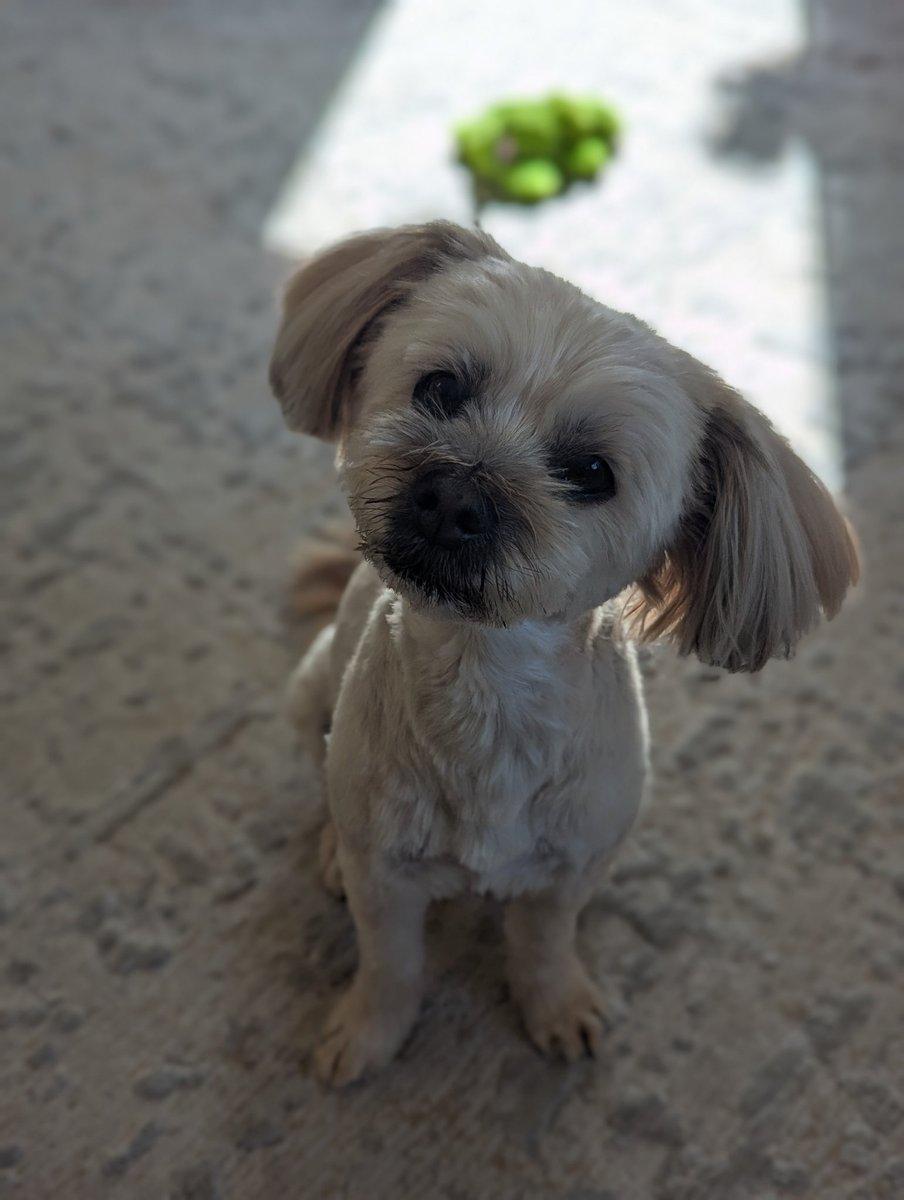 Joker Frog tweet media