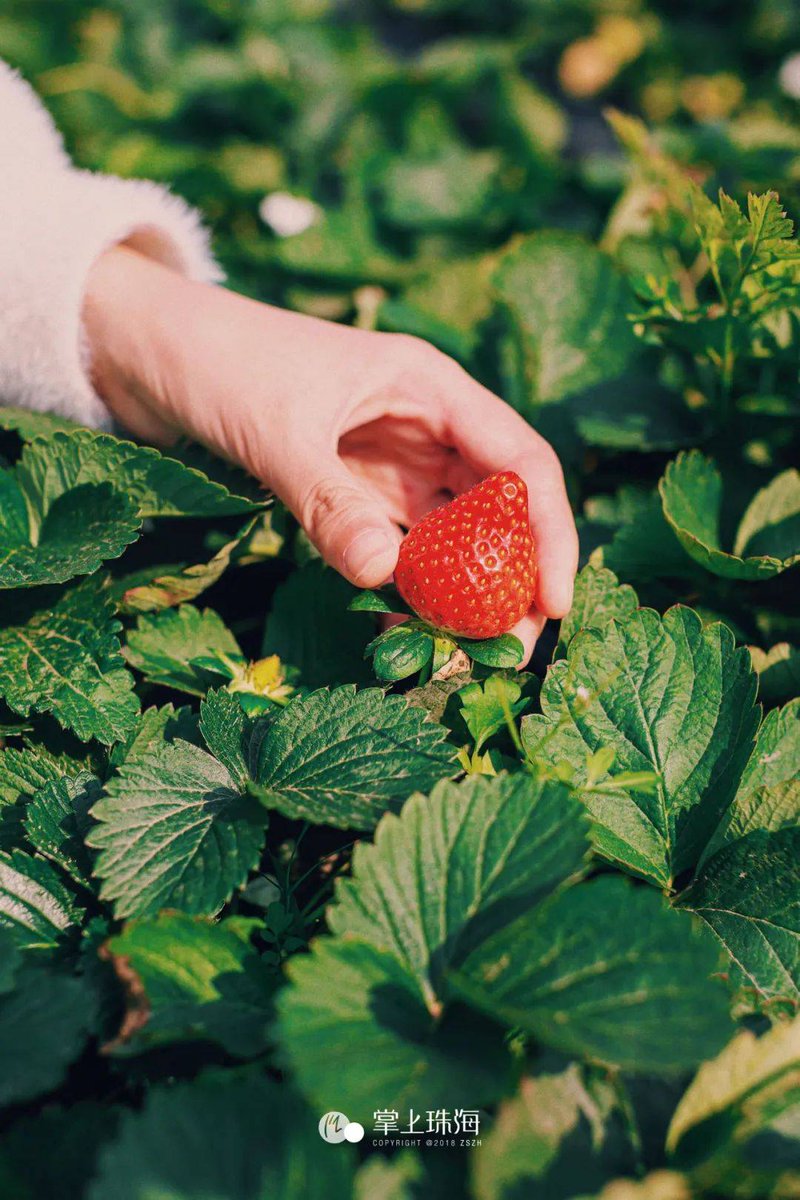 Suzanne Ford Martins tweet media