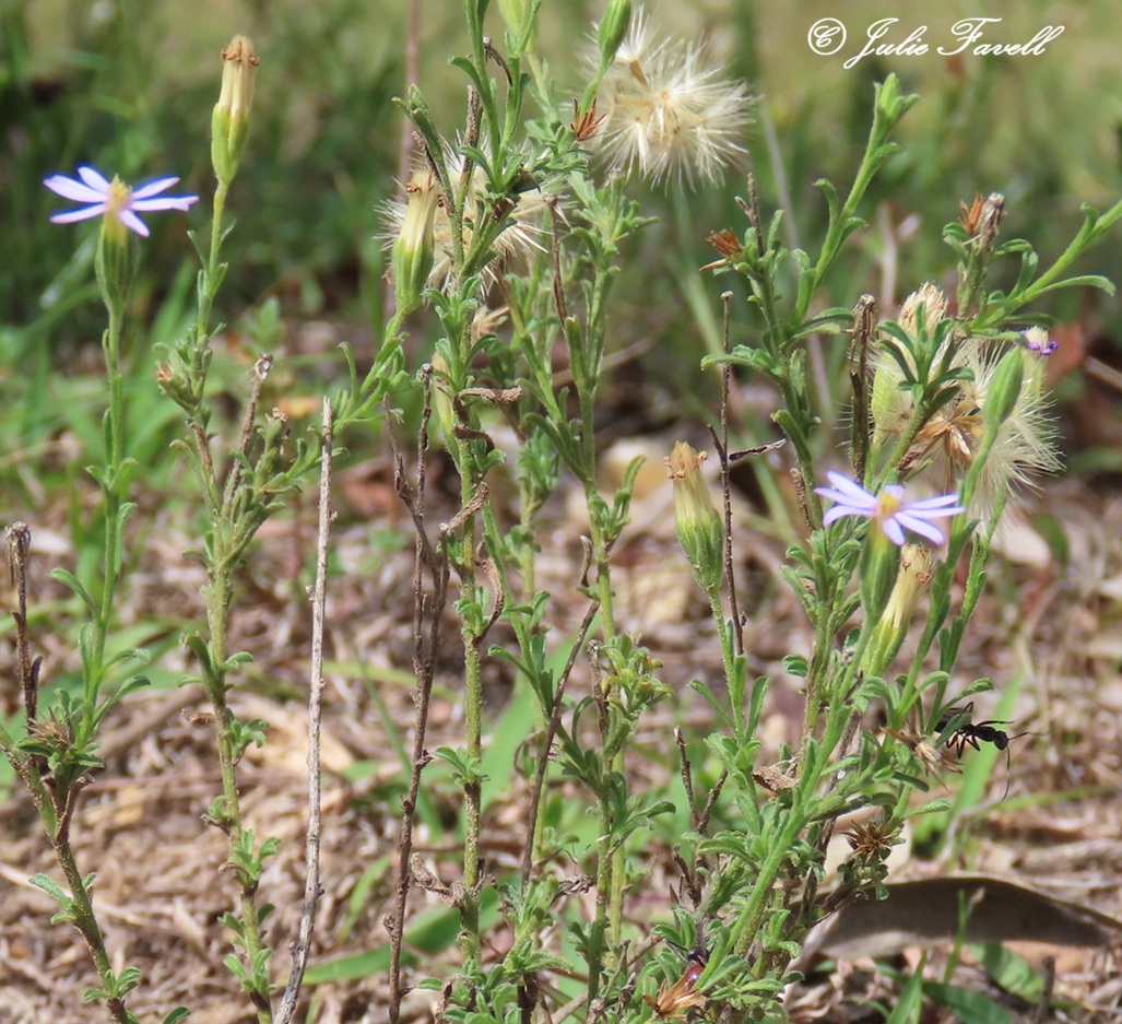 Lithgow Environment tweet media